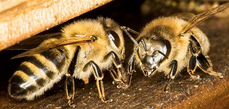 Včely kvůli teplému počasí vylétly už v únoru.