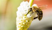Včely se již v únoru vydaly za nektarem.
