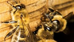Včely kvůli teplému počasí vylétly už v únoru. | na serveru Lidovky.cz | aktuální zprávy