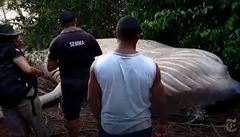 V brazilském pralese desítky kilometrů od pobřeží našli mrtvou velrybu. | na serveru Lidovky.cz | aktuální zprávy