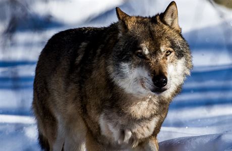 Vlci se v eské republice vyskytují na umav, Broumovsku a v Krkonoích....