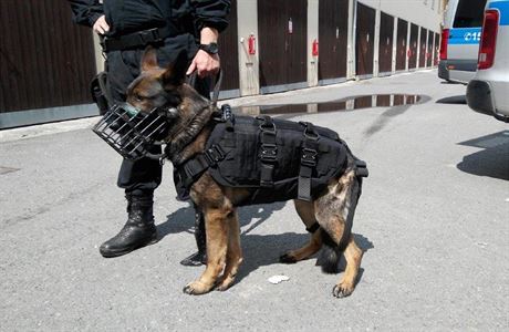 Sluební pes policie s balistickou vestou, ilustraní foto.