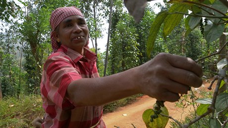 Indická farmáka Omana pi sbru pepe.