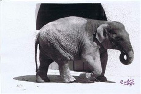 Slonice Flavia strávila v córdobské zoo o samotě 43 let.