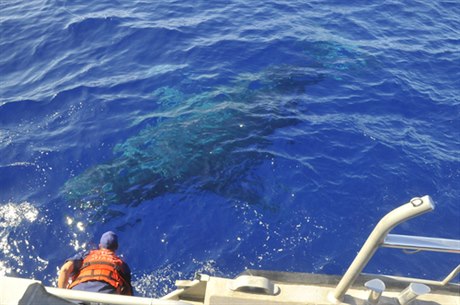 Po sráce trajektu s velrybou utrplo v Japonsku zranní na desítky lidí.