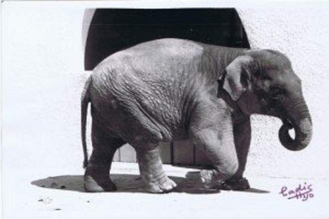 Slonice Flavia strávila v córdobské zoo o samot� 43 let.