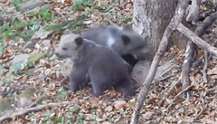 Video s hrátkami medvědí rodinky rozněžnilo internet