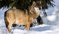OBRAZEM: V Česku žijí desítky vlků. Jsou extrémně plaší, jejich populace pomalu roste