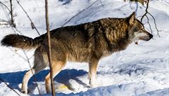 Skrze získanou DNA  ekologové sledují, kde se vlci pohybují. Zjistili...
