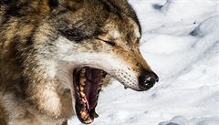 Vlk je schopen svou koist pronásledovat i nkolik kilometr, dokud ji neutve....