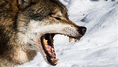 Prvn vlci byli domestikovni nesp ped 23 tisci lety na Sibii
