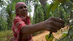 Indická farmářka Omana při sběru pepře.