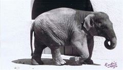 Ve španělské Córdobě byl utracen nejsmutnější slon na světě. Slonice žila v zoo sama 43 let
