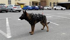 Balistické vesty pro sluební psy, které policie poídila v roce 2016 od...