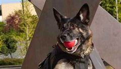 Sluební pes americké policie s neprstelnou vestou.