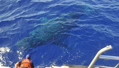 Destky lid utrply zrann po stetu japonskho trajektu s velrybou