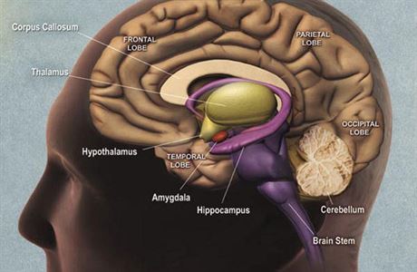 Schéma mozku. Vyznaeny jsou mimo jiné hipokampus a amygdala, dleité pro...