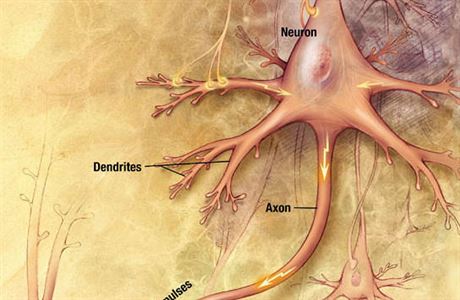 Neurony a jejich propojen synapsemi. Vpravo dole detail synapse.