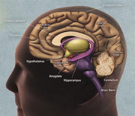 Schéma mozku. Vyznačeny jsou mimo jiné hipokampus a amygdala, důležité pro...