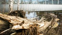 Popadan stromy po orknu Eberhard v centru eskch Budjovic u lvky pes...