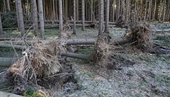 Stromy popadaly na silnici spojující Brtnici a Bransouze v kraji Vysoina.