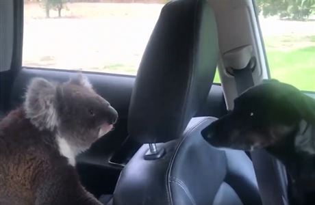 Koala se vkradla do klimatizovaného auta, aby se zchladila, a odmítá jej...