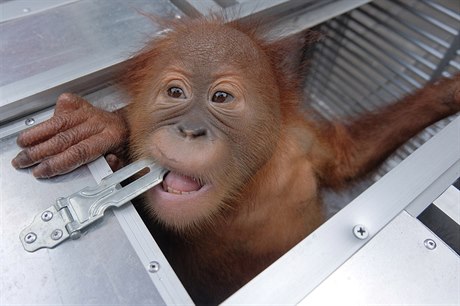 Dvouletý orangutan byl nadrogovaný pravděpodobně prášky na alergii.