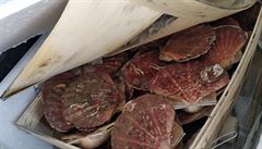 Mu�le p�epravované v teple u tr�nice Sapa v Praze.