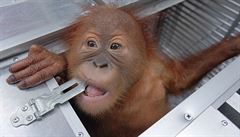 Ruského turistu zatkli na letišti na Bali. Pokoušel se převézt zdrogovaného orangutana