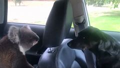 VIDEO: Nedám se! Koala odmítá opustit klimatizované auto