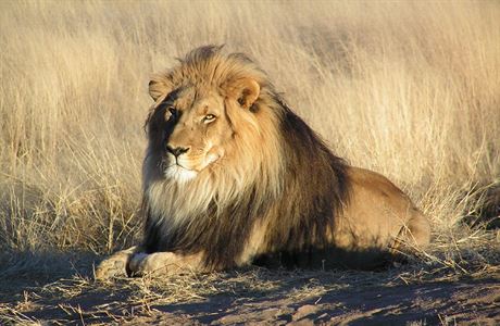 Lev jihoafrický.