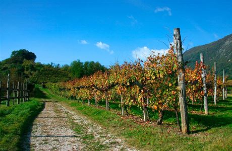 Collio je vyhláenou oblastí skvlého vína.