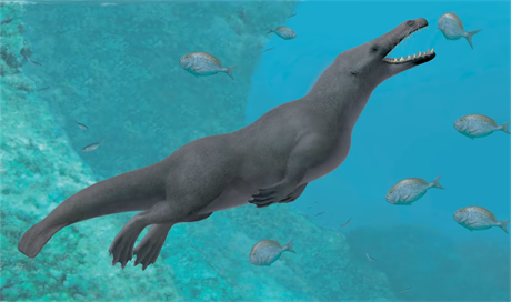 Čtyřnohá velryba Peregocetus pacificus, jejíž pozůstatky objevili vědci v...