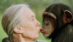 Slavná znalkyně života šimpanzů Goodallová oslaví 85. narozeniny