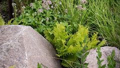 V pti naich nejoblíbenjích trvalek (milujících slunce) adíme alvj hajní...