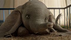 Roztomilost mu upřít nelze. Dumbo, malý slon s výmluvnýma očima. Snímek Dumbo... | na serveru Lidovky.cz | aktuální zprávy
