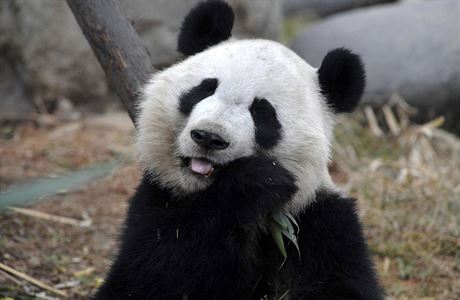 Panda - ilustraní foto.