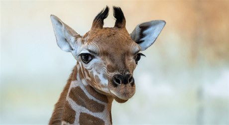 Sameček žirafy severní núbijské dostal jméno Matyáš.