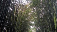 Bambusový tunel