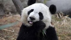 Pandy ve vídeňském Schönbrunnu se pářily. Zoo doufá v přírůstek 