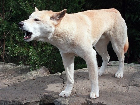 Divoký pes dingo žije jen v Austrálii a některých oblastech jihovýchodní Asie.