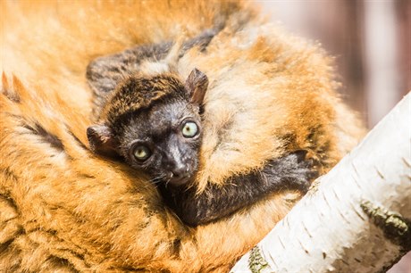 Same�ek vzácného lemura Sclaterova je letos zatím jediným v zajetí narozeným a...