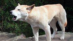 Divoký pes dingo žije jen v Austrálii a některých oblastech jihovýchodní Asie.