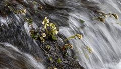 Na snímku je �ervený potok.