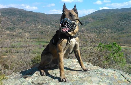 Policejn pes Adebayor bhem zahranin operace v Makedonii, kde jej utkla...