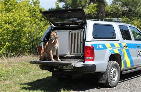 Policejní pes Adebayor ve sluebním vozidle policie.