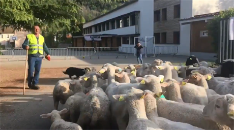Patnáct ovcí bylo kvli nedostatku ák zapsáno na základní kolu ve vesnici...