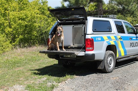Policejní pes Adebayor ve sluebním vozidle policie.