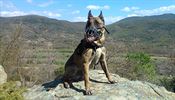 Policejn pes Adebayor bhem zahranin operace v Makedonii, kde jej utkla...