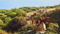 Krávy na Levad do Paul, Madeira